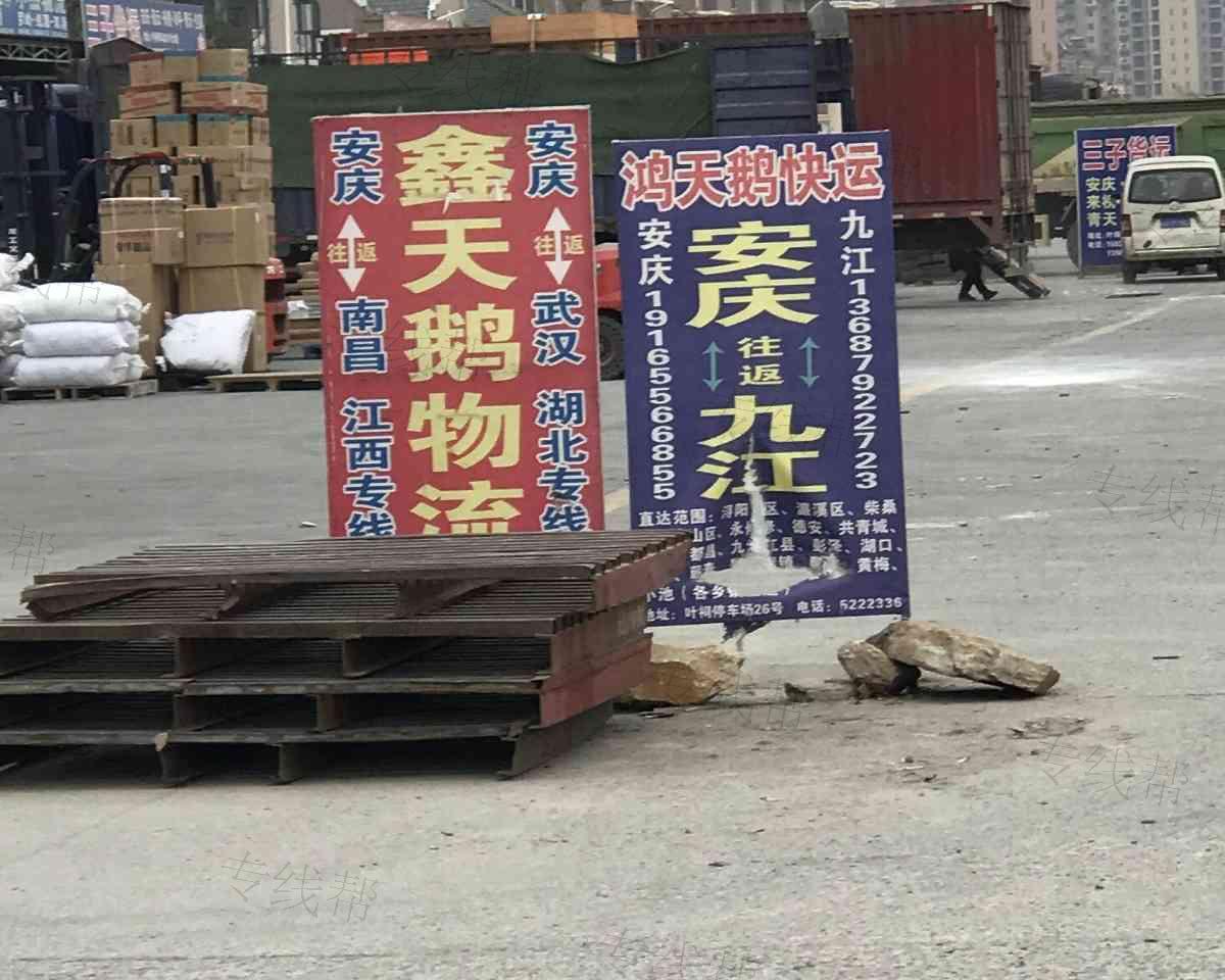 鸿天鹅 鸿天鹅